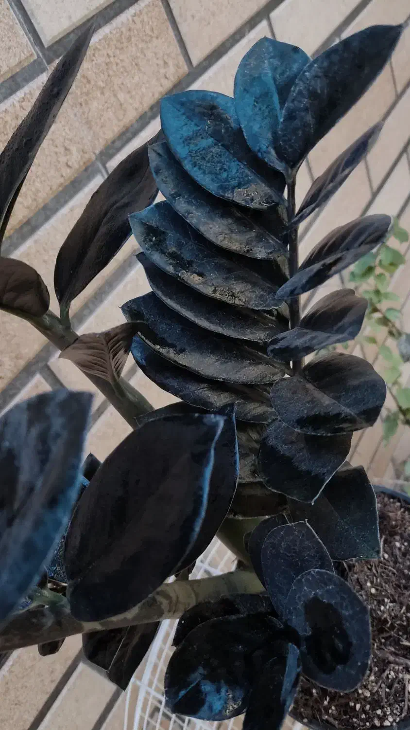 زاموفیلیا سوپر بلک اصل|گل و گیاه طبیعی|قم, هفت تیر|دیوار