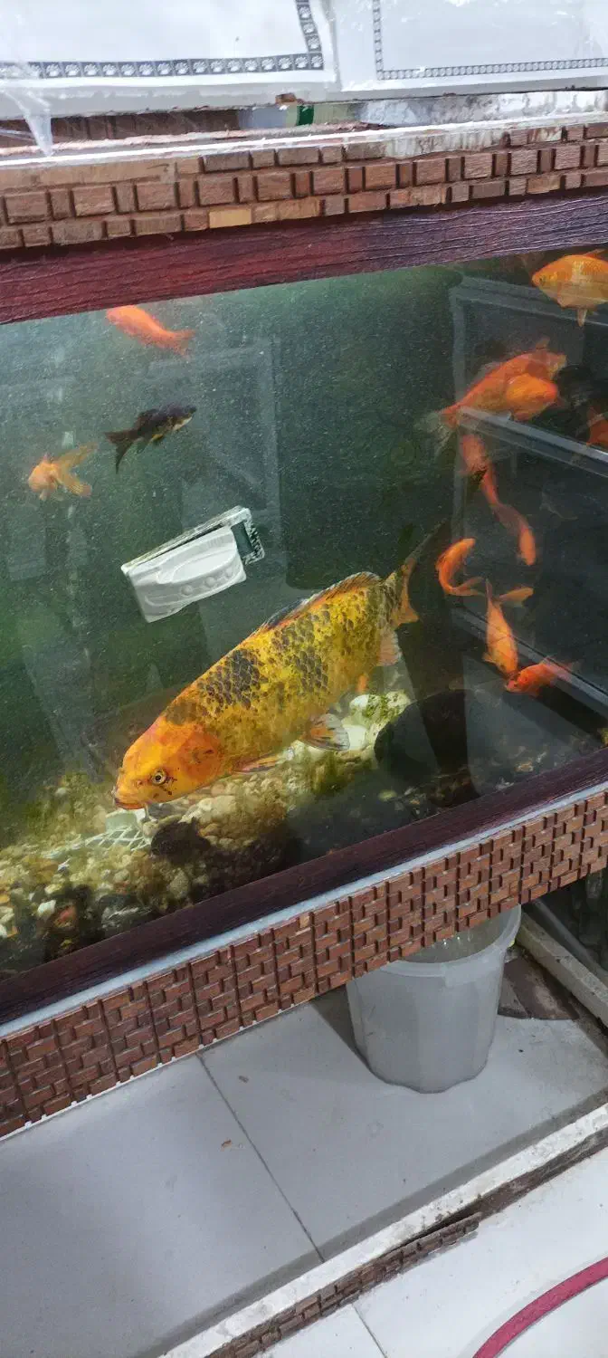 ماهی کوی بزرگ مولد|ماهی|شیراز, شهرک سعدی|دیوار