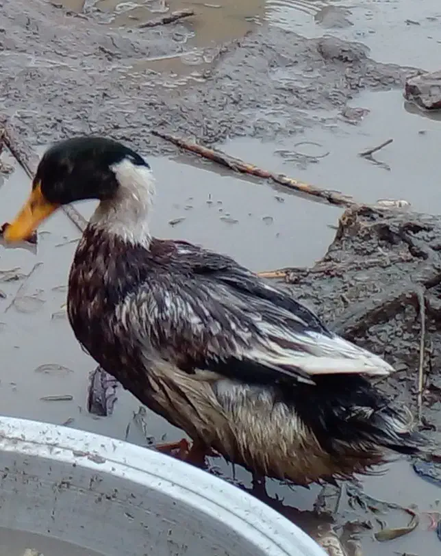 اردک ورامینی اصیل|حیوانات مزرعه|گالیکش, |دیوار