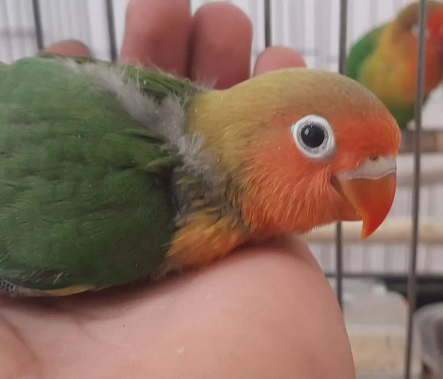 فروش جوجه طوطی برزیلی|پرنده|پرند, فاز ۴|دیوار