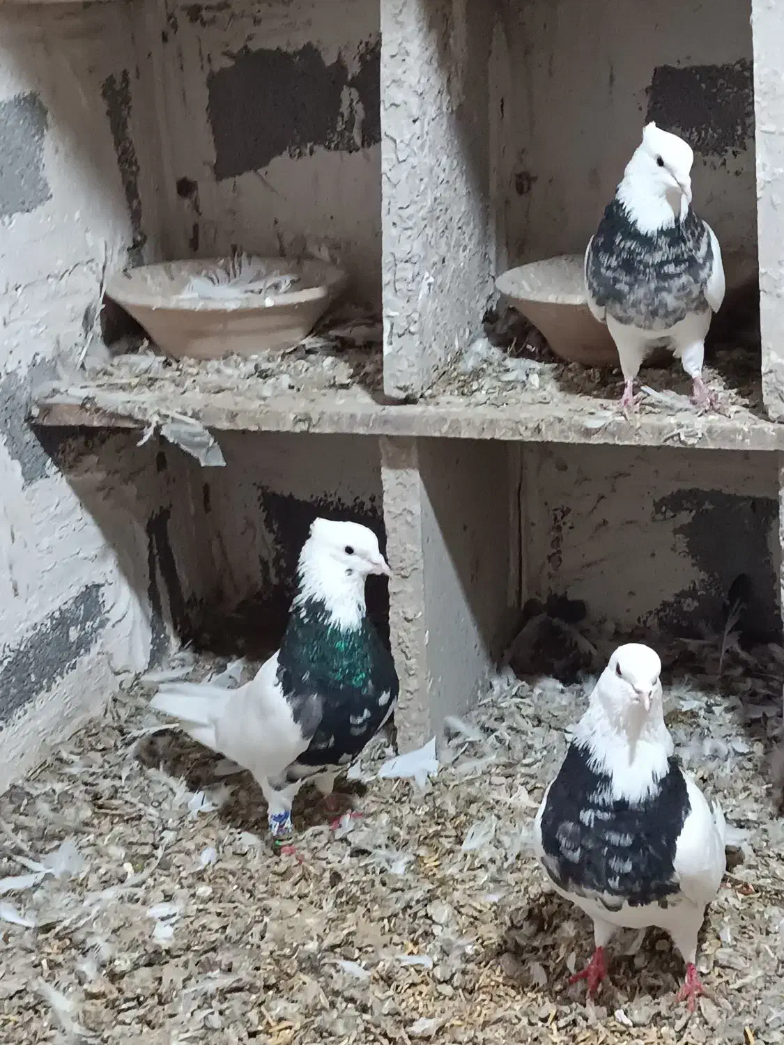 چند جفت طوقی ضمانتی|پرنده|فیروزآباد, |دیوار