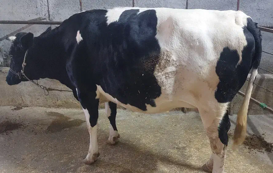 گاو ابستن|حیوانات مزرعه|سرپل ذهاب, |دیوار