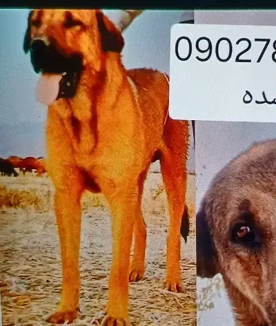 سگ گمشده|اشیا|اسدآباد, |دیوار