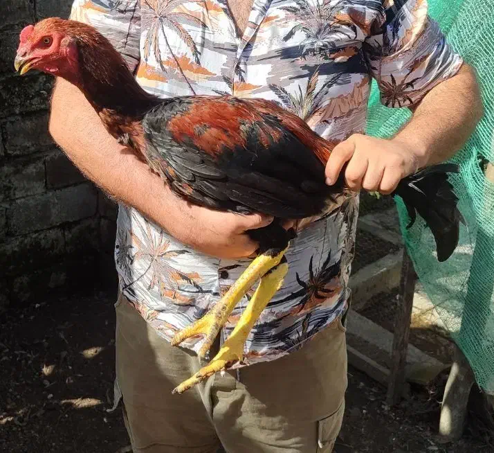 لاری ۷ماهه|حیوانات مزرعه|آستارا, |دیوار