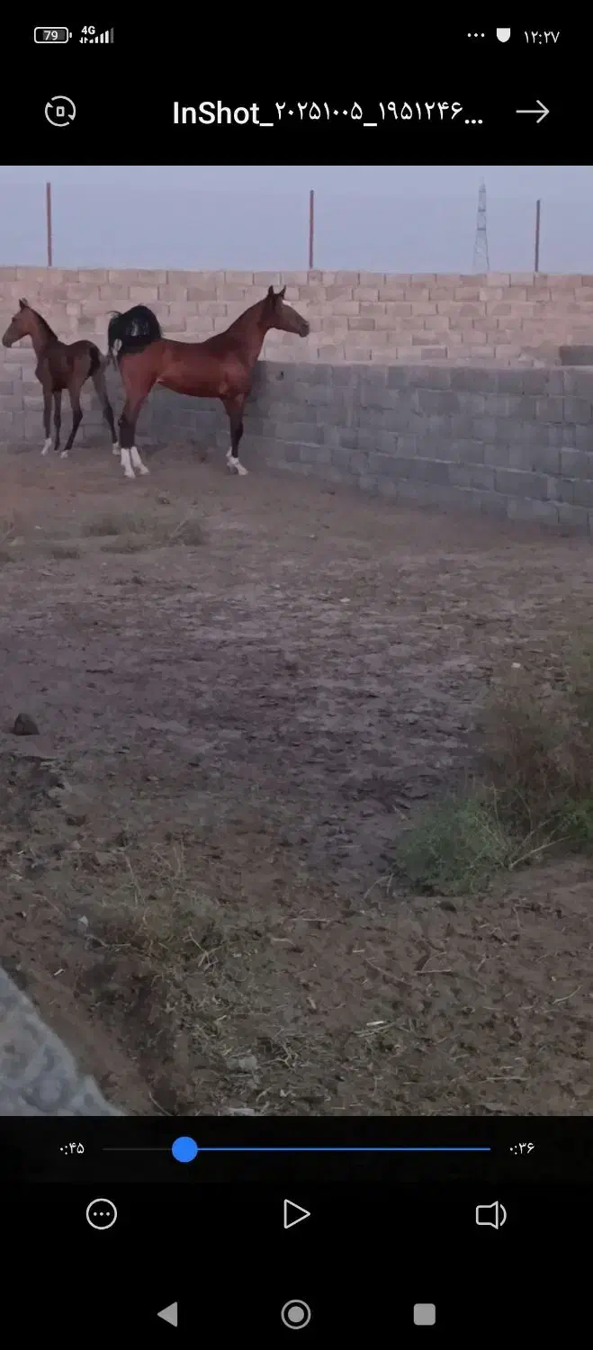 کره مادیان کره پلنگ قشقایی|اسب و تجهیزات اسبسواری|اصفهان, نقش جهان|دیوار