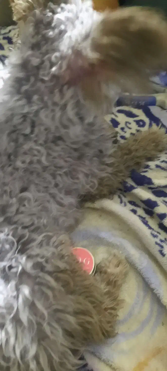 سگ پودل بازیگوش|سگ|اصفهان, شاه پسند|دیوار