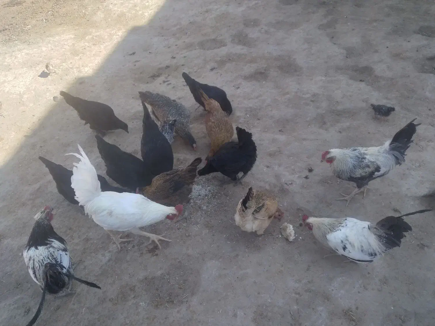 مرغ خروس وارک جوجه|حیوانات مزرعه|کوهدشت, |دیوار