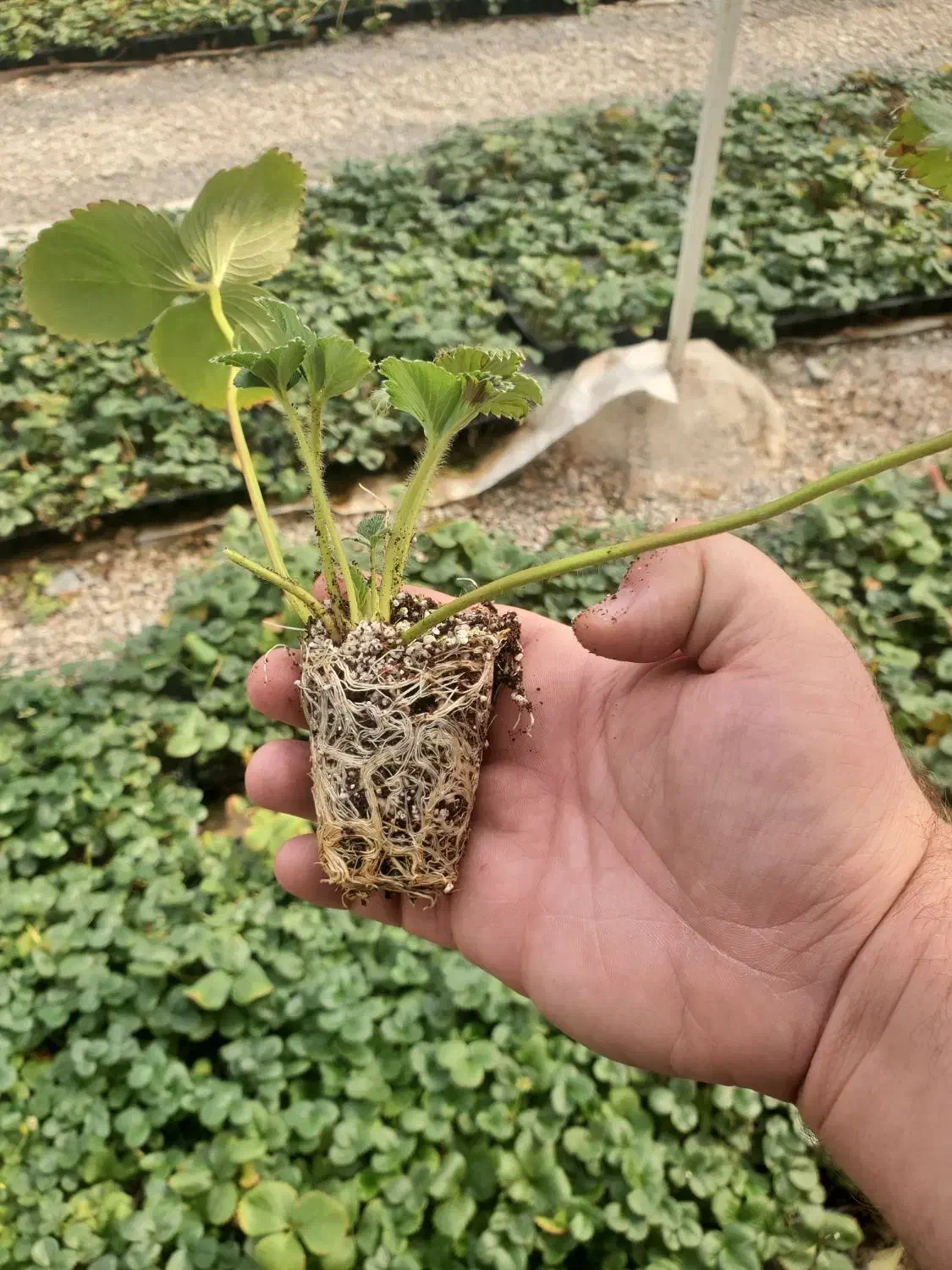 نشا توت فرنگی البیون|خدمات باغبانی و درختکاری|هشتگرد, قاسم آباد بزرگ|دیوار