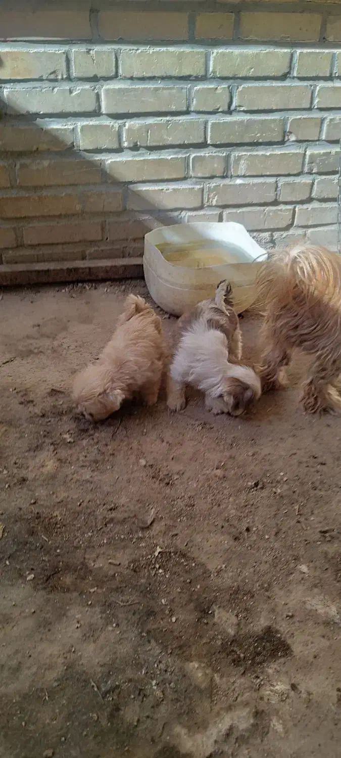 توله سگ|سگ|شوشتر, |دیوار