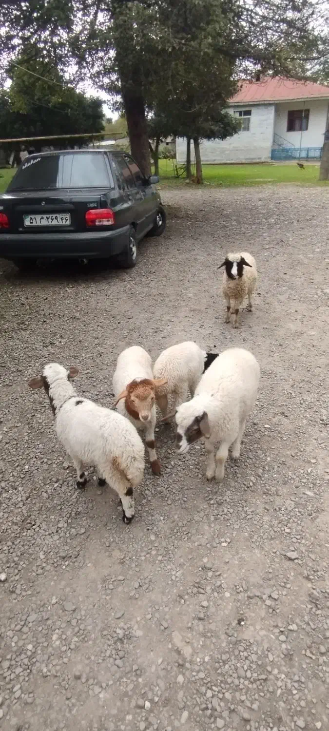 3بزقاله 5بره تالشی|حیوانات مزرعه|شاندرمن, |دیوار