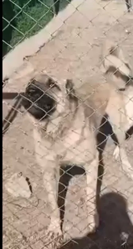 سگ نگهبان|سگ|ماکو, |دیوار
