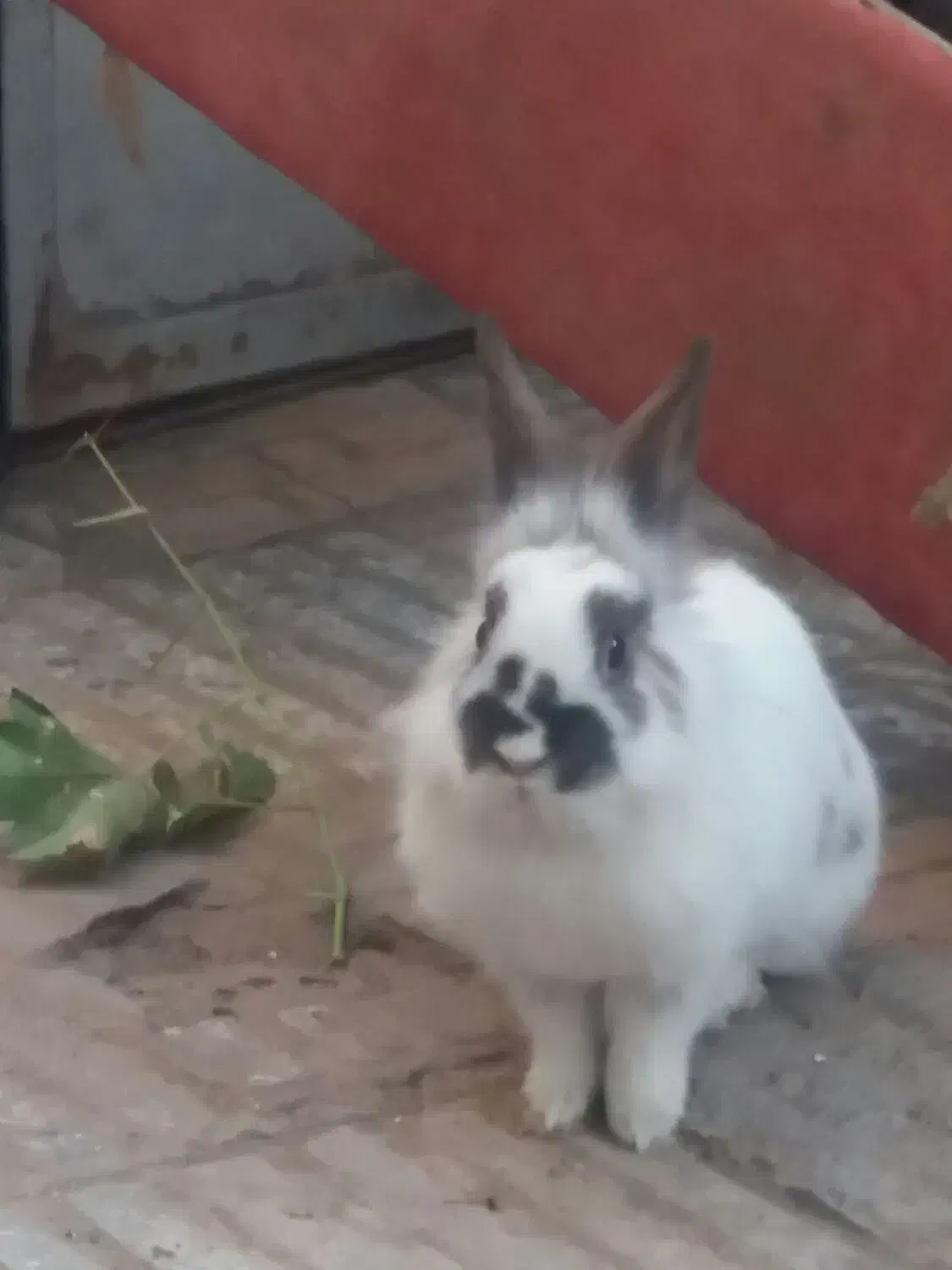 خرگوش بازیگوش|موش و خرگوش|سبزوار, اسلام آباد|دیوار