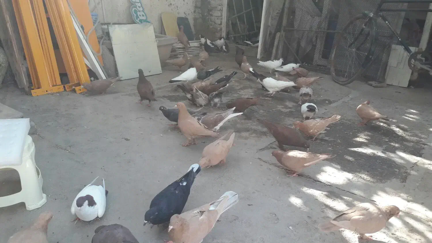 سرخ و زرد خالدم|پرنده|مشهد, ترمینال|دیوار