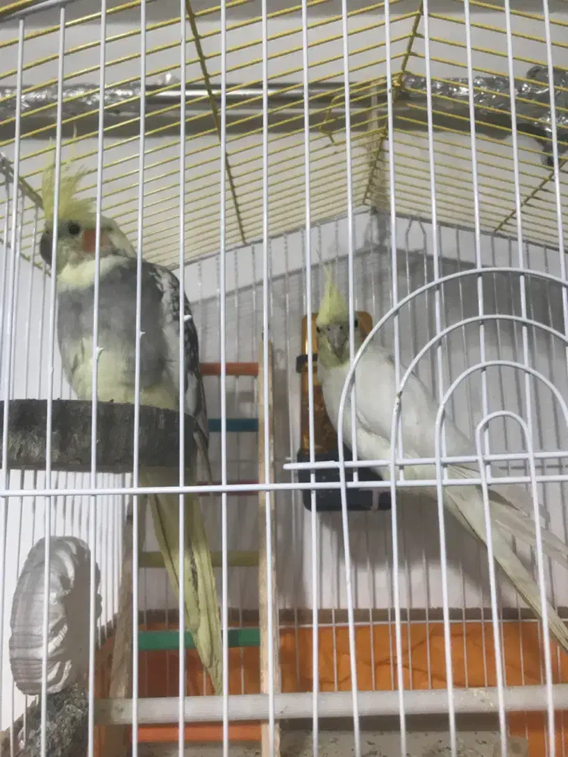 عروس هلندی|پرنده|اردبیل, |دیوار