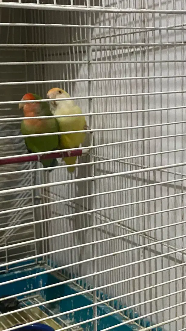 طوطی برزیلی|پرنده|آبیک, |دیوار