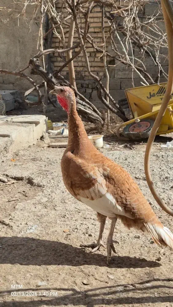 بوقلمون|حیوانات مزرعه|کرج, کلاک پایین|دیوار