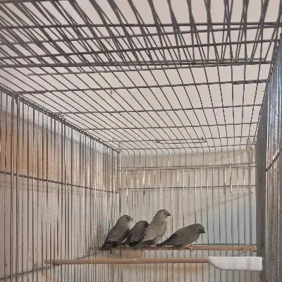 فنچ زبرا و بنگالی|پرنده|کرج, شهرک امام رضا (ع)|دیوار