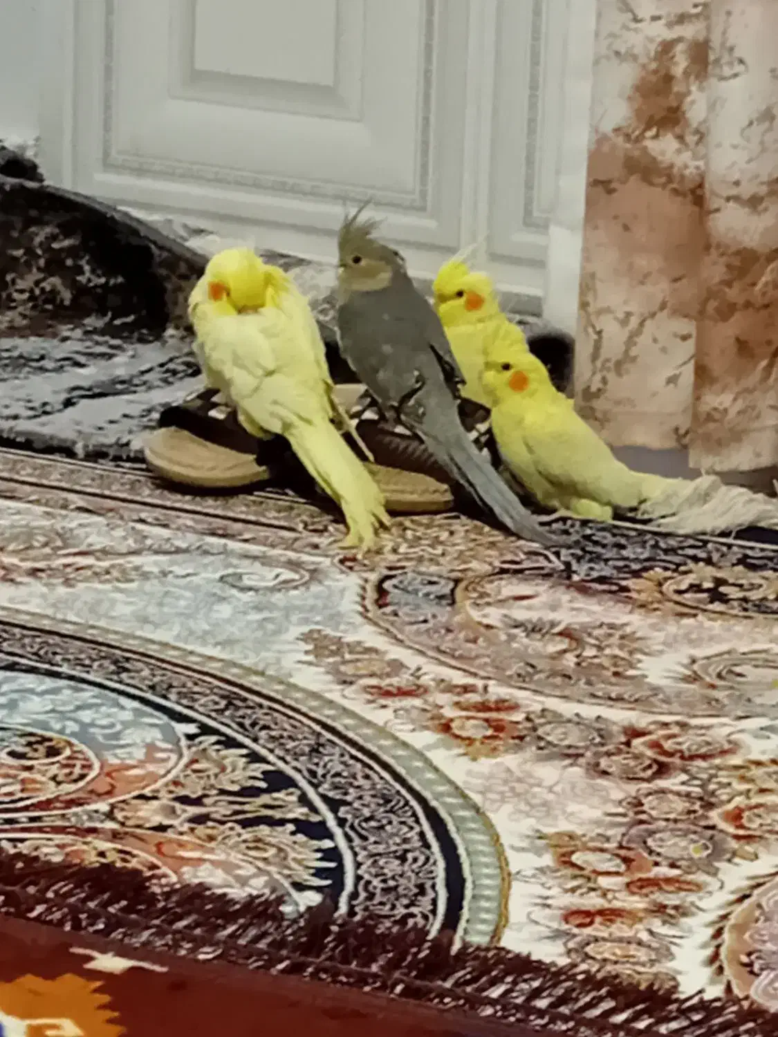 فروش عروس هلندی|پرنده|سیرجان, |دیوار