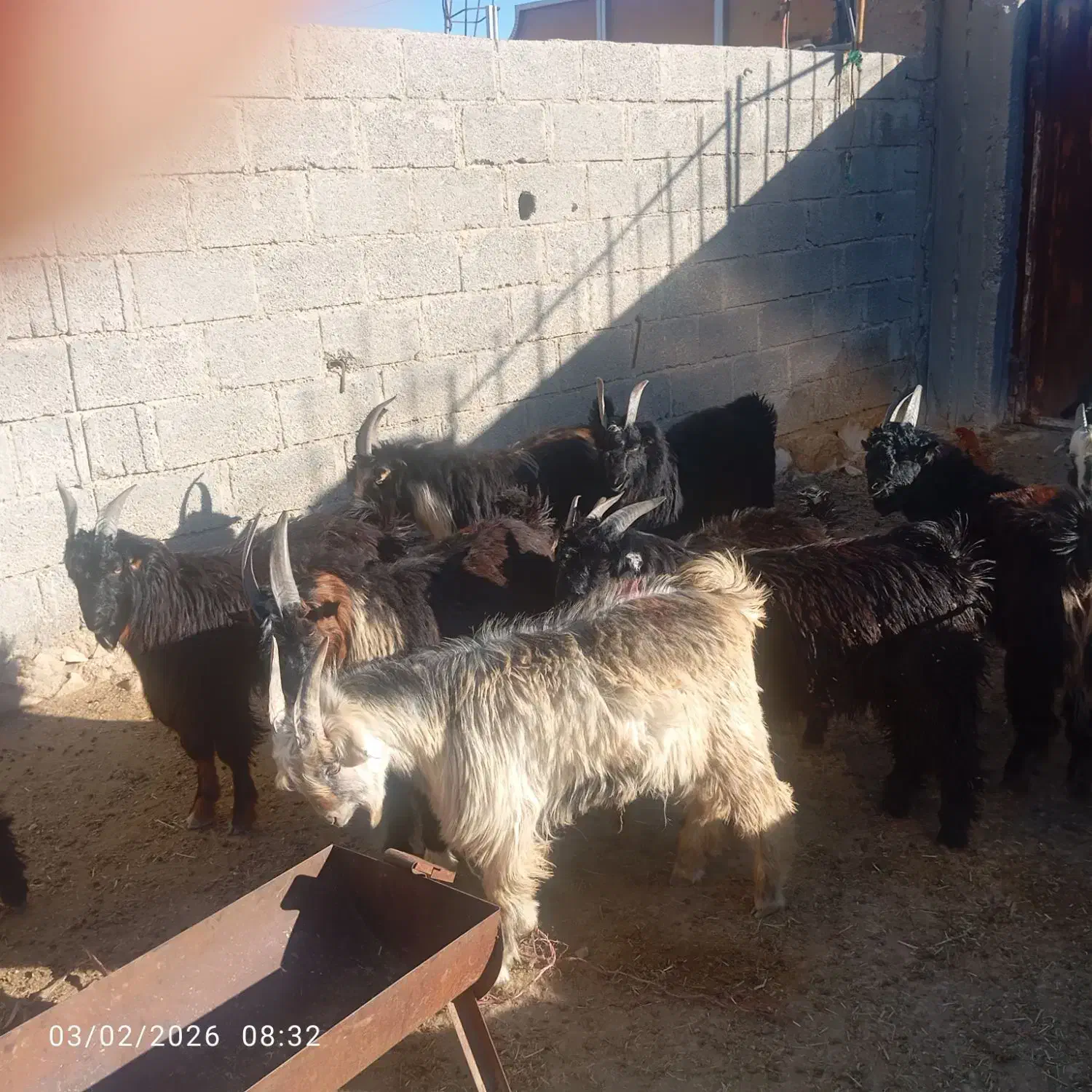 کهره‌چاق|حیوانات مزرعه|جم, |دیوار