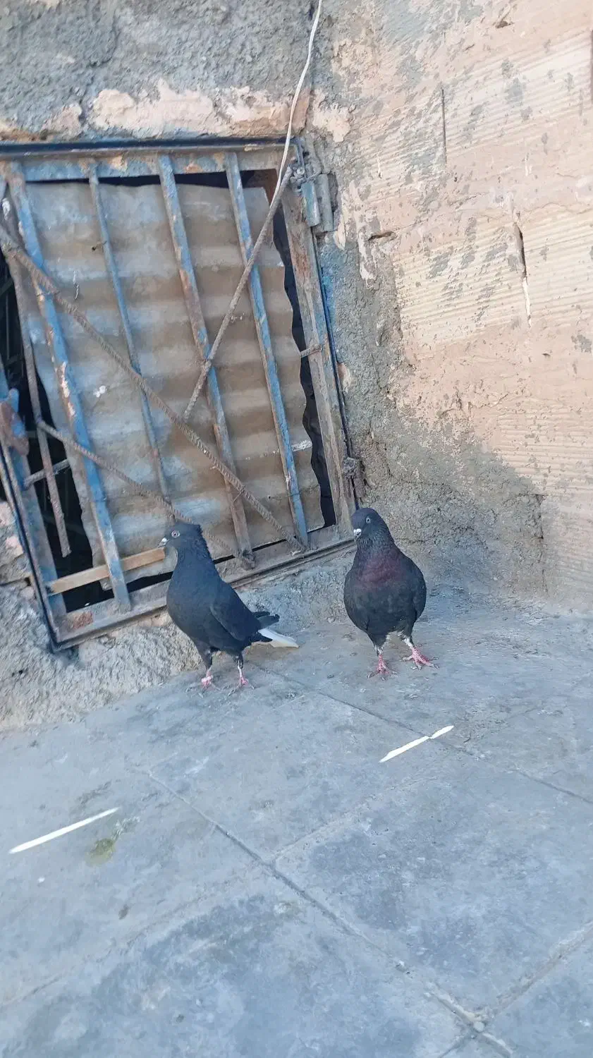 کبوتر|پرنده|سبزوار, جهاد کشاورزی|دیوار