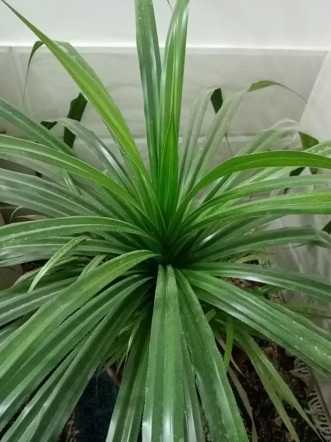 گل پاندانوس|گل و گیاه طبیعی|خلیل آباد, |دیوار