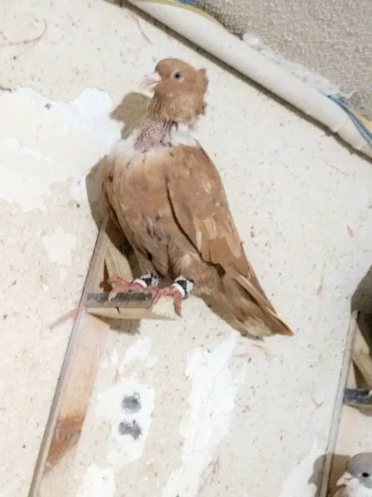 کلاغ رسمی و سینه|پرنده|مشهد, ادیب نیشابوری (شهرک غرب)|دیوار