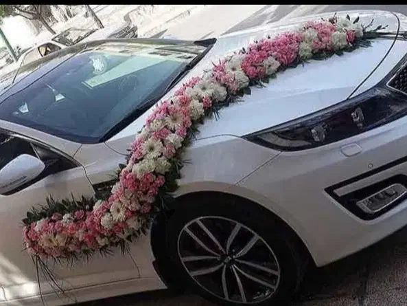 گل عروس|گل و گیاه طبیعی|خمینیشهر, |دیوار