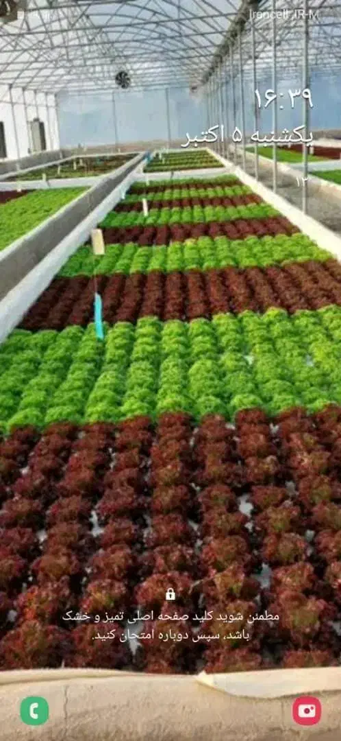 فروش گلخانه با تمام مجوزها در کرج کد۵۷۶۲|فروش دفتر صنعتی، کشاورزی، تجاری|کرج, مهرویلا جنوبی|دیوار