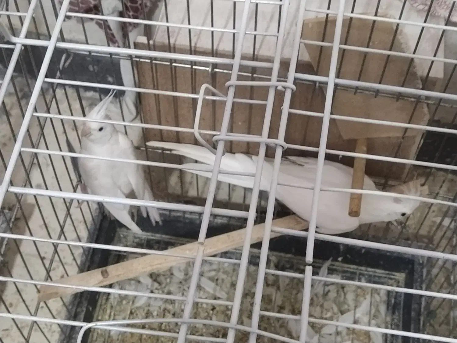 عروس هلندی البینو|پرنده|پاکدشت, شهرک امام رضا|دیوار