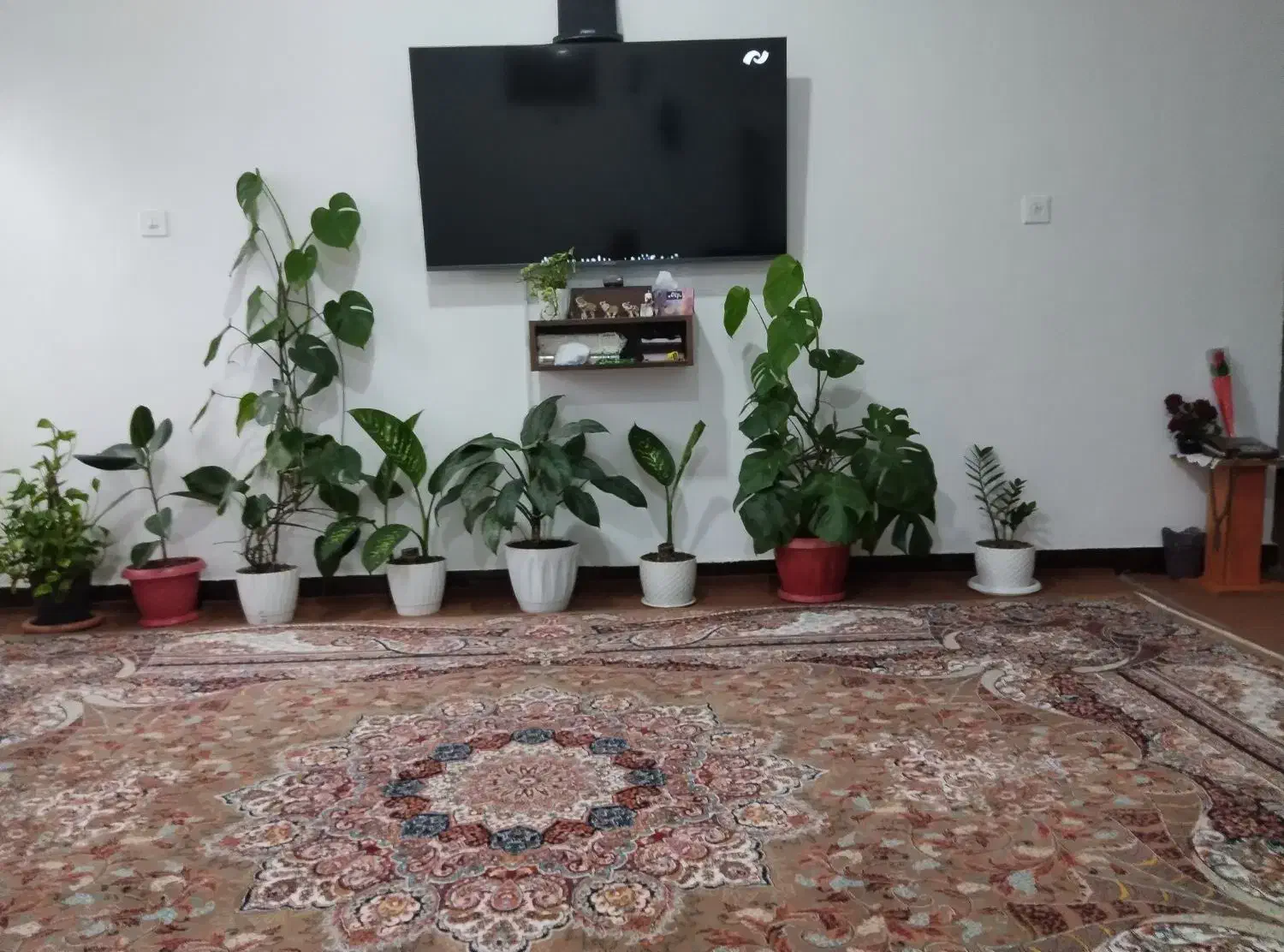 گل گیاه|گل و گیاه طبیعی|نوشهر, |دیوار