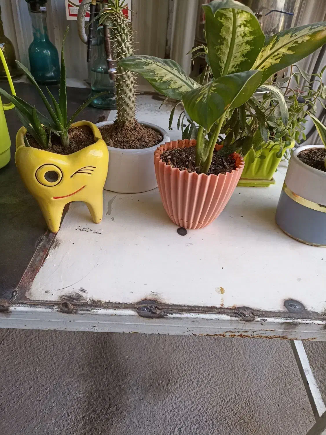 گل های اپارتمانی|گل و گیاه طبیعی|کرمانشاه, |دیوار