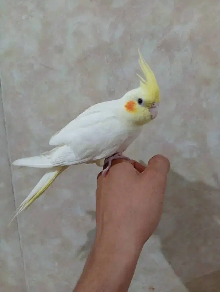 عروس هلندی|پرنده|خورموج, |دیوار