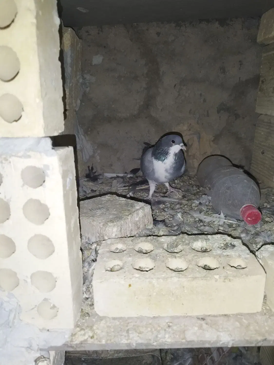 دمگیر سیاه پشت طوقی|پرنده|اصفهان, براآن شمالی|دیوار