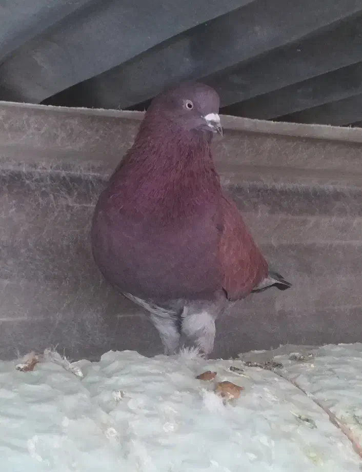 کفتر نر پرشی جنس درست|پرنده|تبریز, |دیوار