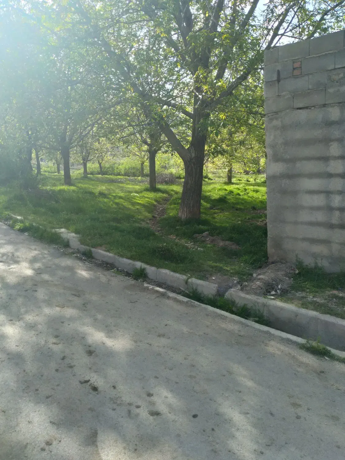 فروش باغ گردو درروستای چنارستان|فروش دفتر صنعتی، کشاورزی، تجاری|بروجرد, |دیوار