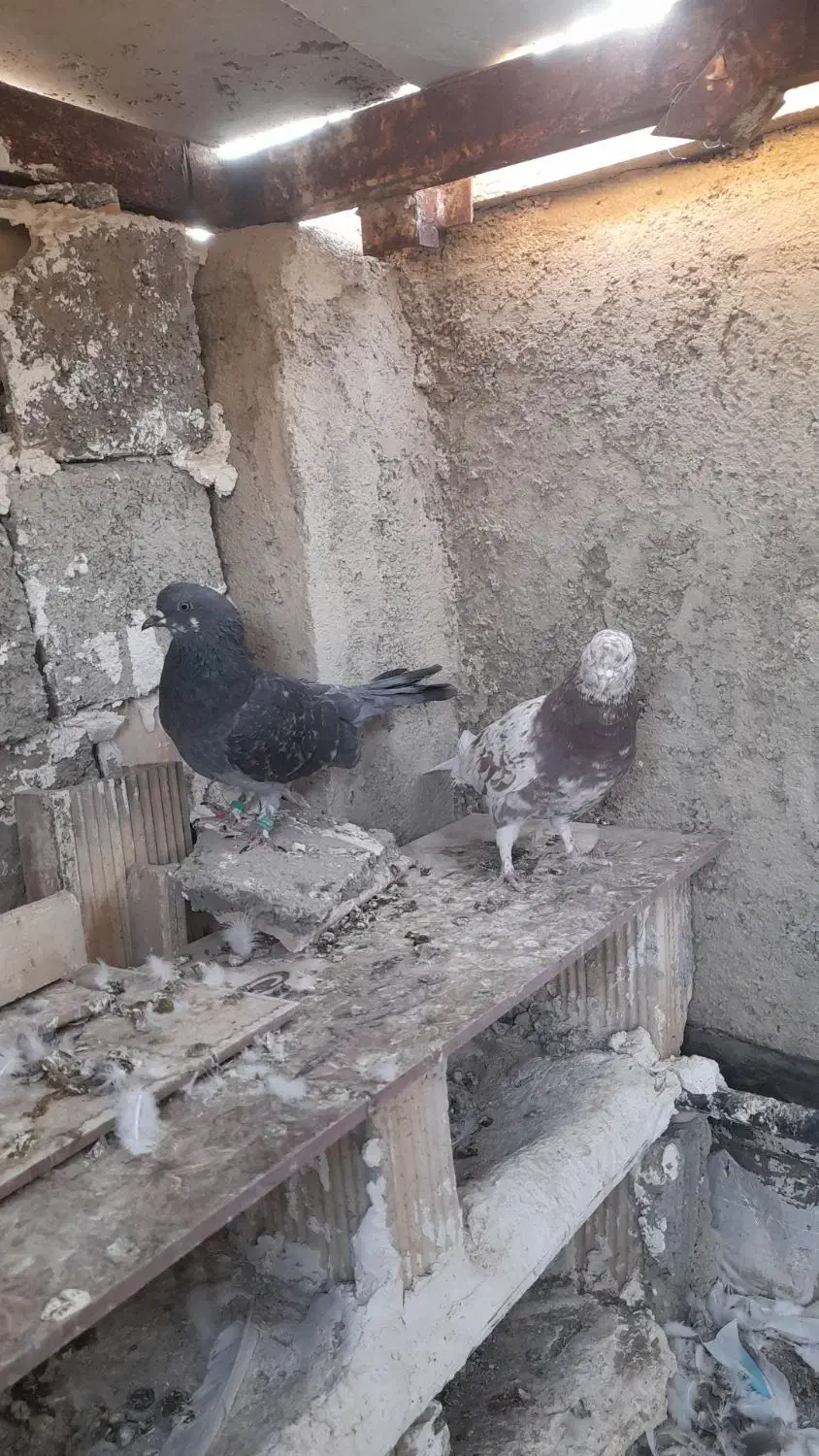 سرور|پرنده|مشکین‌دشت, |دیوار