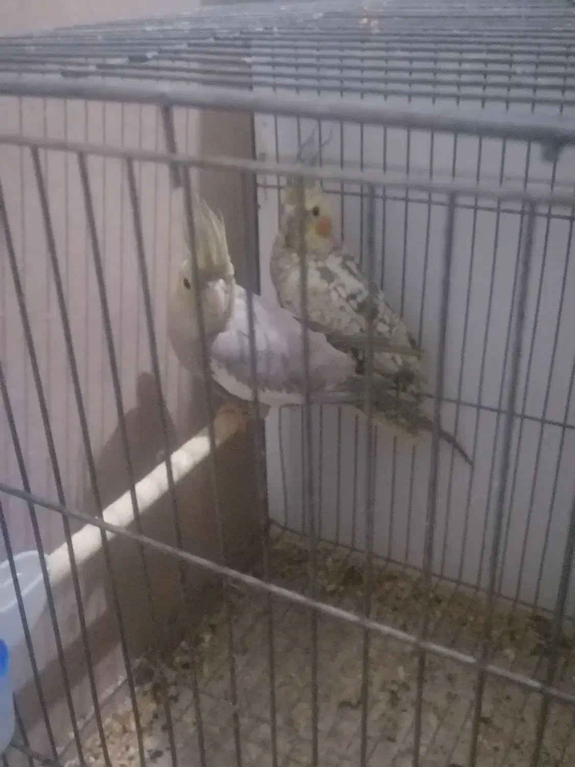 عروس هلندی|پرنده|زارچ, |دیوار