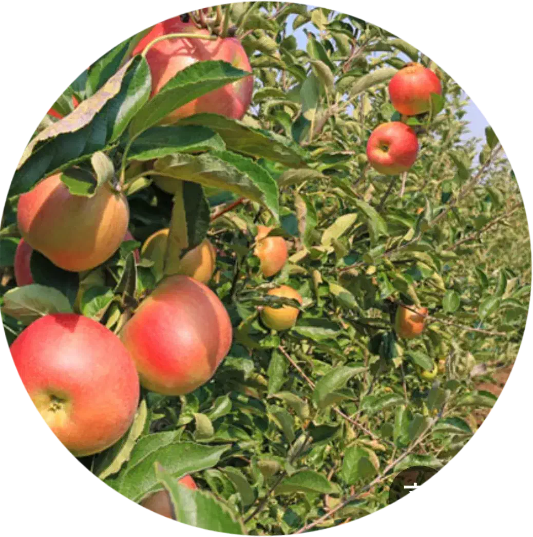 نیروی کاری چیدن میوه و هرس درختان|خدمات باغبانی و درختکاری|صوفیان, |دیوار