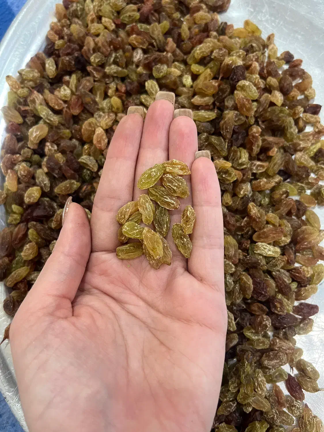 کشمش سیسخت|خوردنی و آشامیدنی|امیدیه, |دیوار