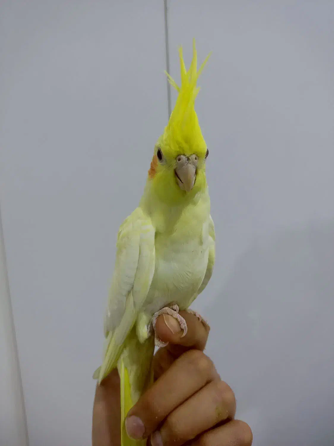 دوتا عروس هلندی|پرنده|سوسنگرد, |دیوار