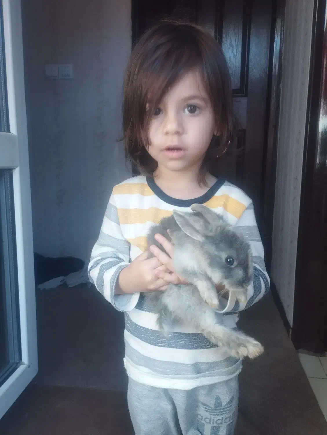 حیوان خانگی|موش و خرگوش|فولادشهر, مسکن مهر فولادشهر|دیوار