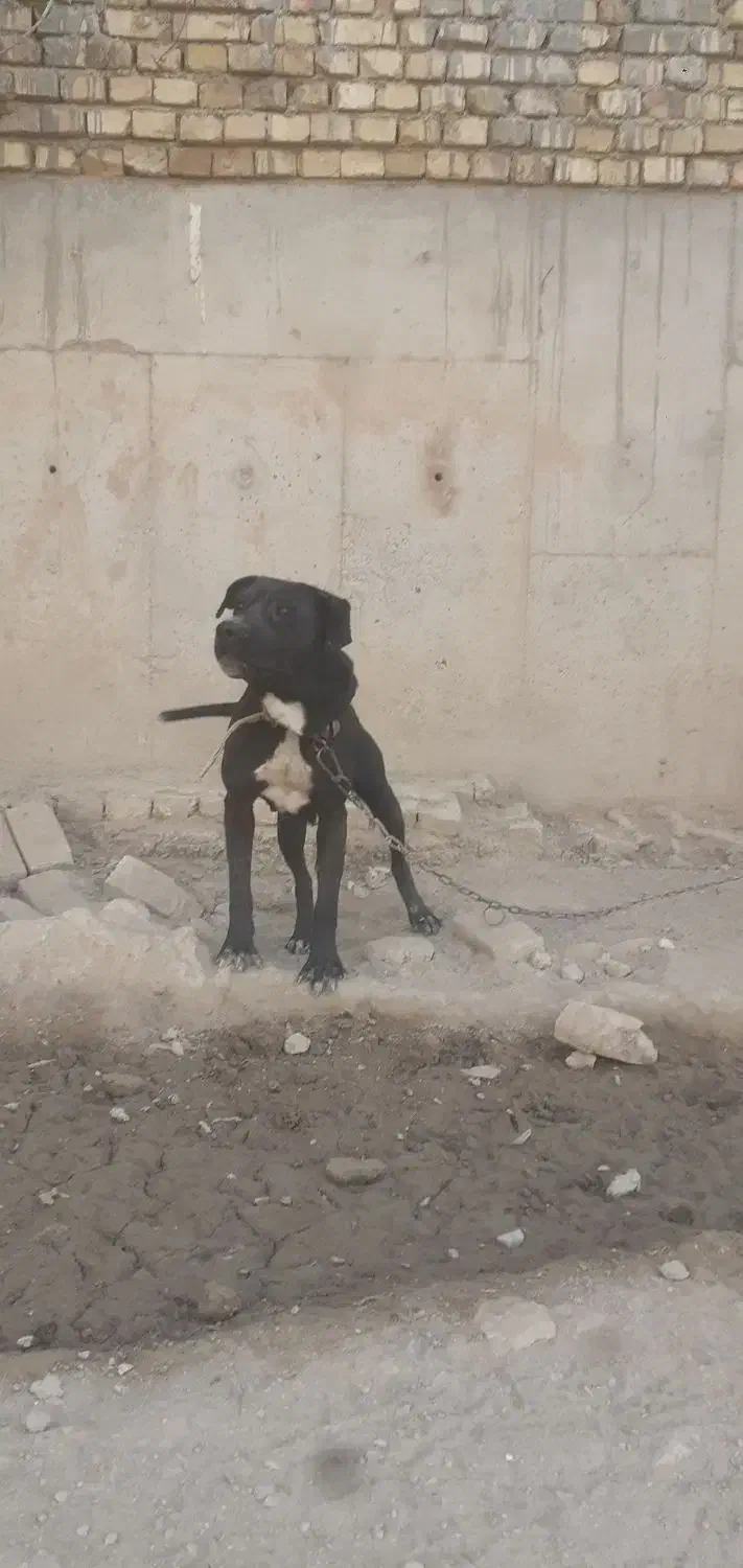 سگ ماده پیت پول|سگ|تهران, عباسی|دیوار