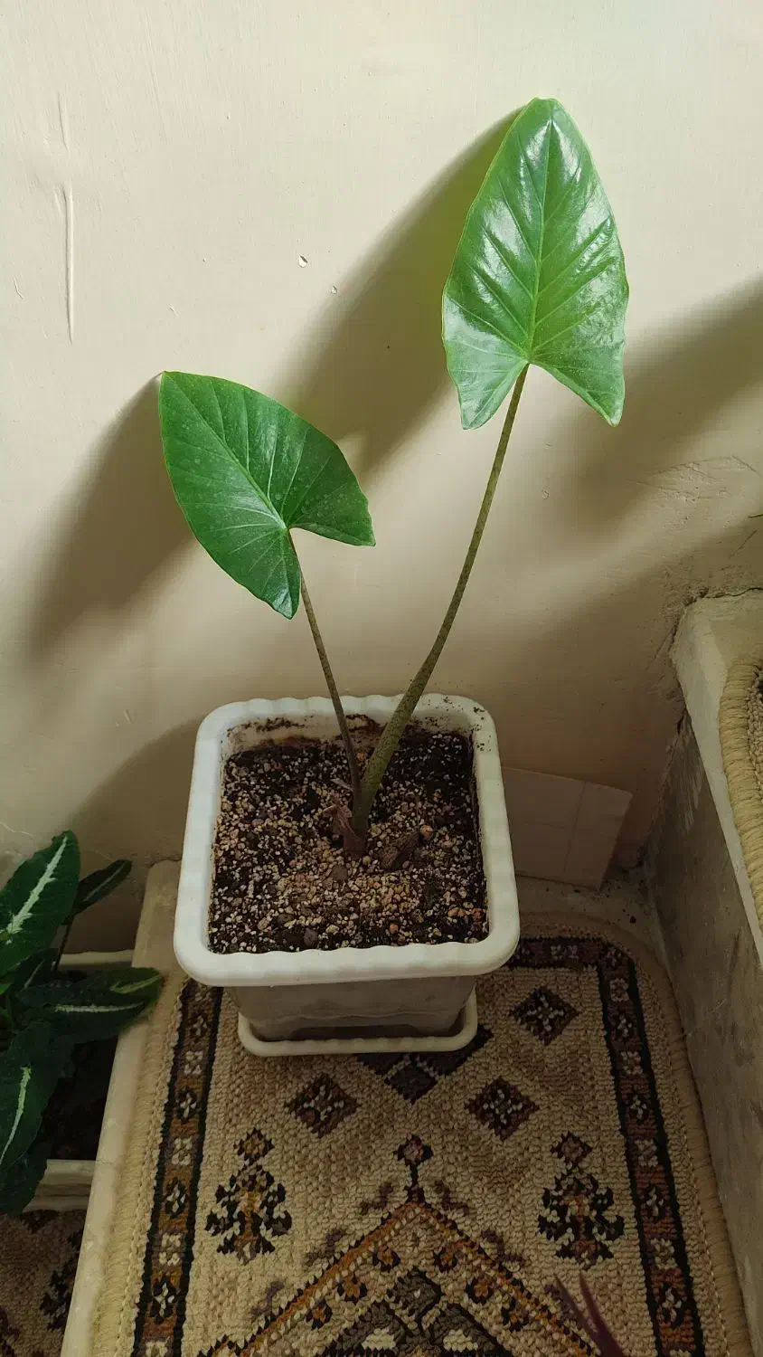 گل بابا آدم|گل و گیاه طبیعی|روانسر, |دیوار