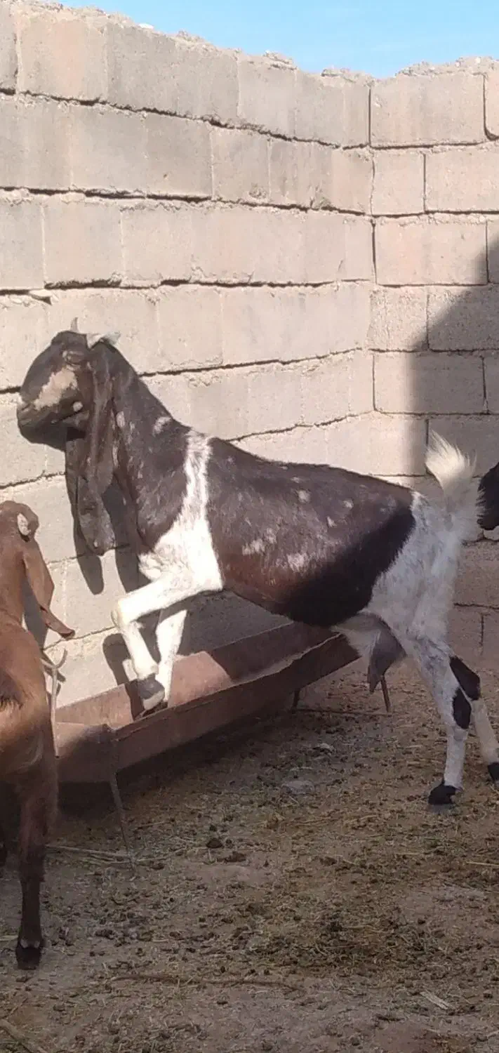 فروش ۵ هکتار یونجه|حیوانات مزرعه|مهران (ایلام), |دیوار