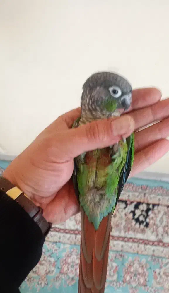 طوطی گرینچیک|پرنده|تهران, مینای شمالی (مخبر)|دیوار