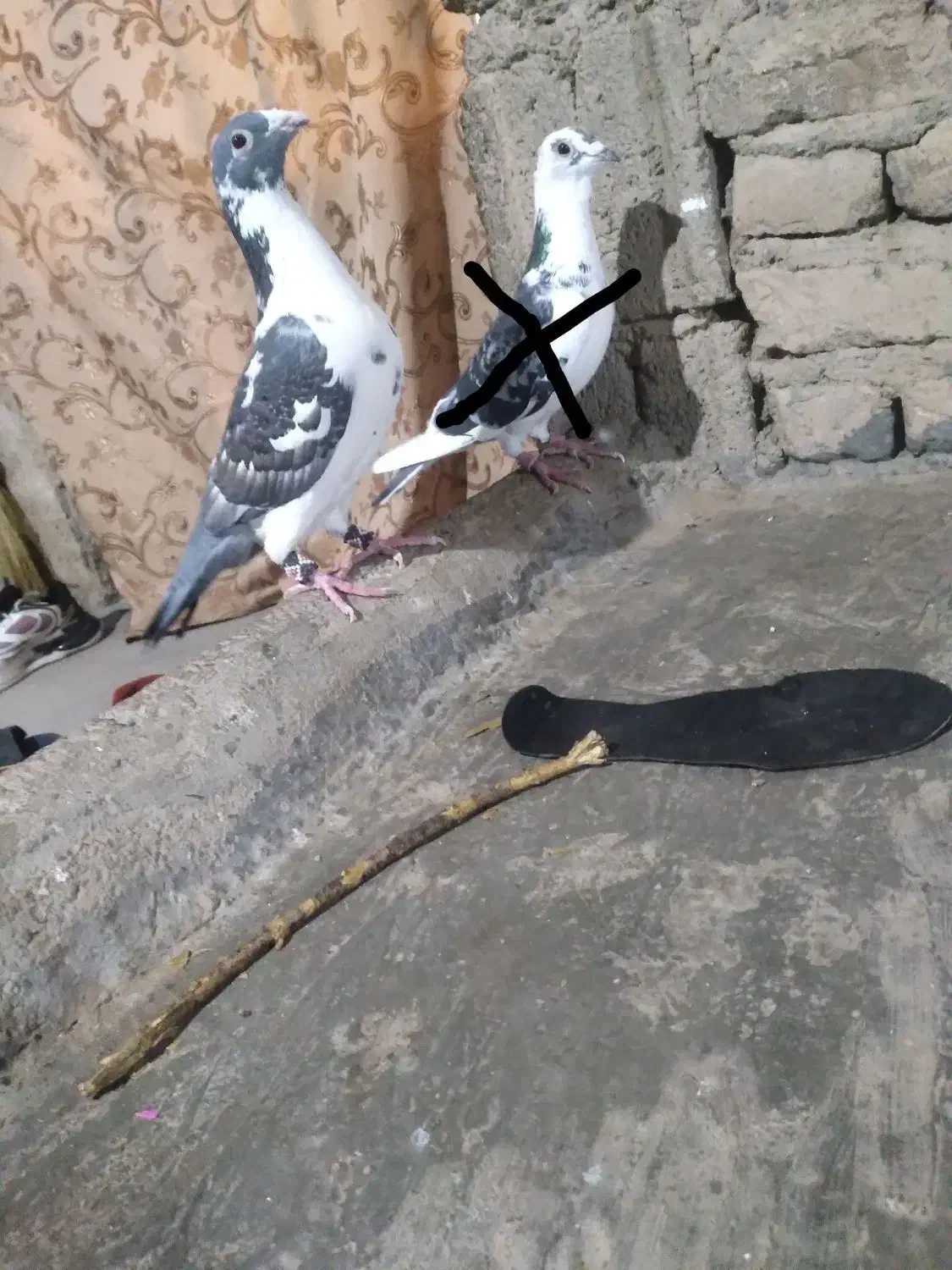 کفتر|پرنده|تایباد, |دیوار