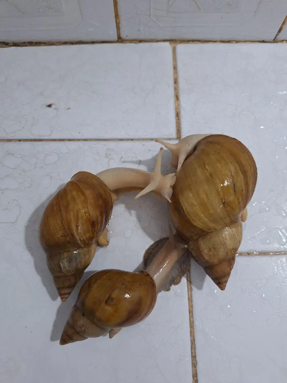 فروش حلزون|خزنده|کرج, کوی مدرس|دیوار