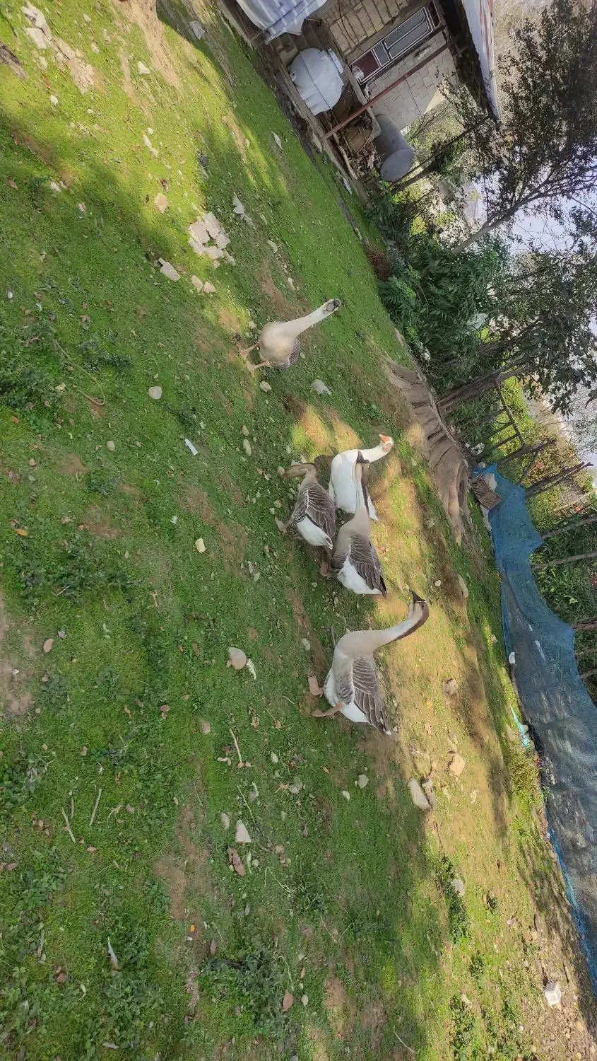 فروش قوغاز محلی|حیوانات مزرعه|ماکلوان, |دیوار