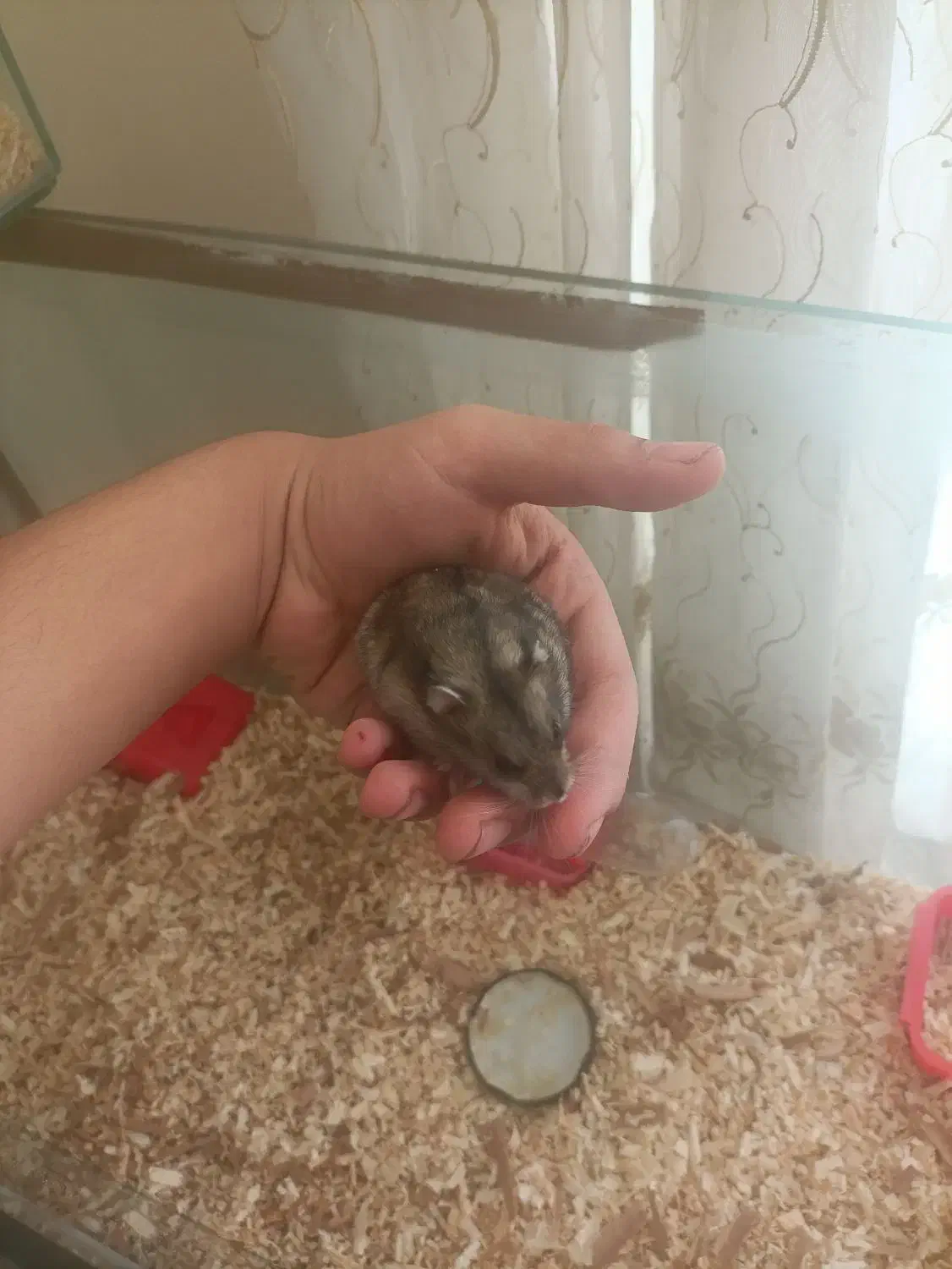 همستر|موش و خرگوش|شیراز, سیلو|دیوار