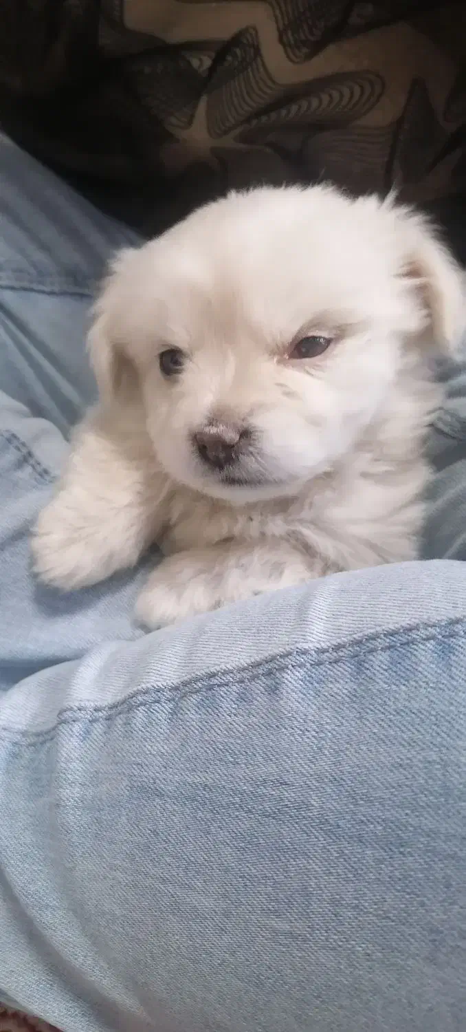 توله سگ دوماهه ماده|سگ|پردیس, فاز ۸|دیوار